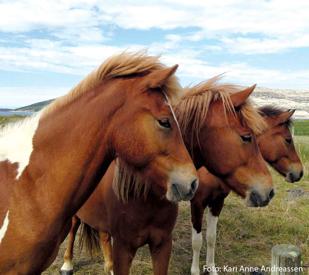 Skredderviken Foto KA Andreassen3
